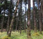 Coillte restored 3,195ha of bog habitat in 14-year period