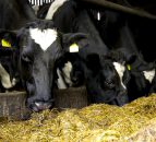 Milk Price Tracker: Calls for 42c/L for March supplies - ICMSA