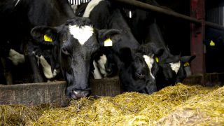 Milk Price Tracker: Calls for 42c/L for March supplies – ICMSA