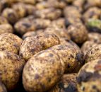 Met Éireann issues advisory for potato blight