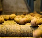 CSO: Potato prices paid to farmers rose by 73% in the year to April