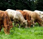 Cell grazing has positive effects on soil sequestration - research