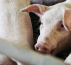 Funding awarded for research on generational renewal and pig health