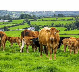 Factory beef prices ‘not keeping pace with market’ – Hanrahan