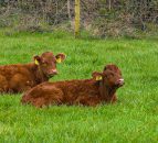 Johne's disease: Protecting your calves against exposure