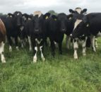 Green Acres: Change in calf buying tactics delivers in Limerick