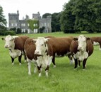 Irish Hereford Breed Society seeks new breed secretary