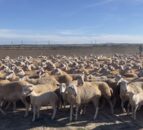 A Spanish farm with 3,000 sheep and a turnover of €250,000