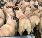 CSO: Sheep slaughterings down over 15% on last year