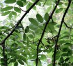 'Constructive engagement' at first ash dieback taskforce meeting