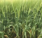 Tillage: Disease control strategies for spring barley