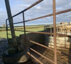 PSNI issues appeal over theft of 15 cattle in Co. Fermanagh