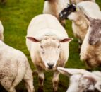 Focus: Adding value to a sheep enterprise with 'lamb ham'