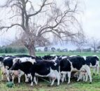 BVD costs Irish farmers €102m a year