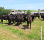 Delivering improved levels of sustainability in beef sector