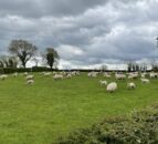 Sheep trade: Factories offering up to €9/kg for spring lambs