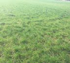 Dairy advice: Managing spring reseeded paddocks