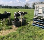 Managing the transition for dairy-beef calves going to grass