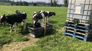 Managing the transition for dairy-beef calves going to grass