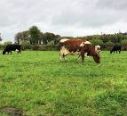 Identifying problem cows during the mid-lactation