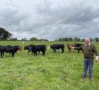 From furnishing cruise-ships to breeding beef cattle in Ballyward