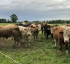 Beef Focus revisit: Finishing over 1,000 cattle/year buying no meal or fertiliser