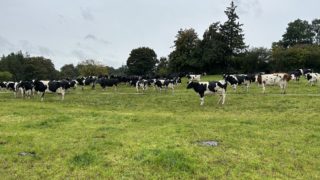 Some co-ops ‘trailing along’ in Milk Price Tracker – ICMSA