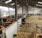 Beef Focus: Ideal suckler setup and more in Borrisokane