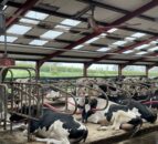 750-cow robotic dairy farm and milk processing in Tyrone