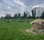 Beef focus: Facts and figures from Kildare calf to beef farm