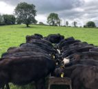 Dairy Beef Welfare Scheme budget 'in line' with eligible calves