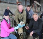 Genotyping the wool shedding ability of Easycare sheep