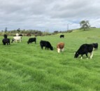 Factory quotes: Beef price sees another 5c/kg increase