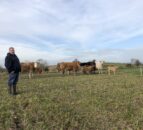 Beef Focus: Sucklers, tillage and west of Ireland weanlings in Louth