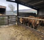 Beef Focus: Suckler and sheep hill farming in Wicklow