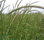 'Uncontrollable' grass weeds remain major challenge