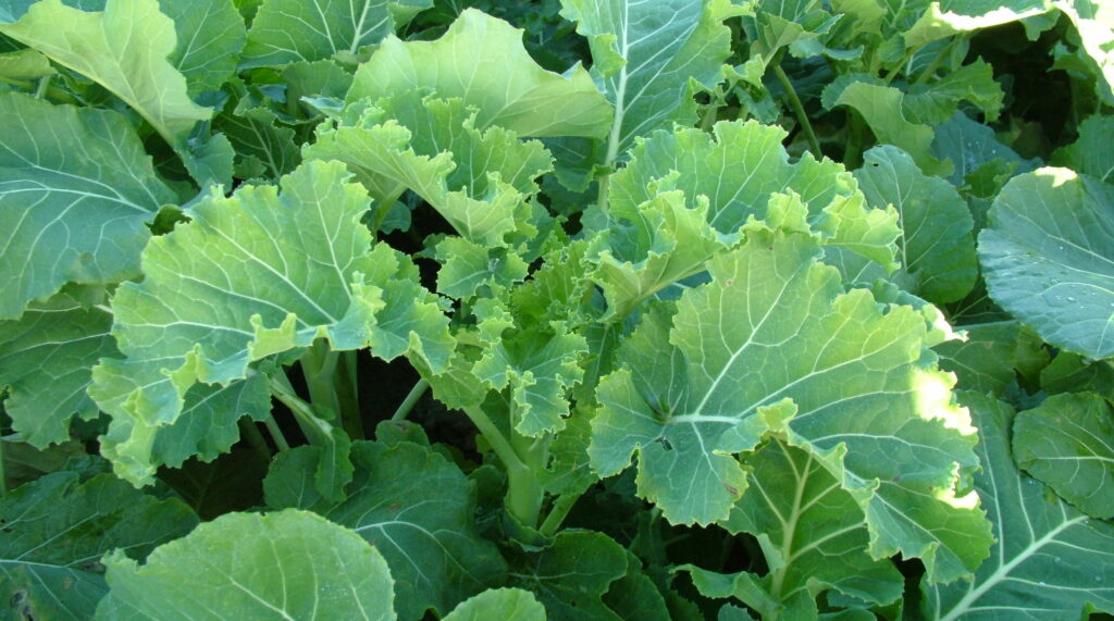 Kale is an excellent fodder crop - Teagasc