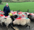 Former IFA sheep chair misses out on council seat in Leitrim