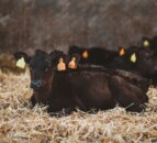 Dairy farmers: Have you considered Wagyu beef production?