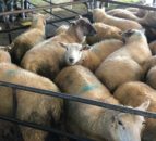 Sheep kill: Eid al-Adha demand sees kill surpass 63,000 head