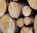 Over 25,000t of logs imported  from Scotland so far in 2024