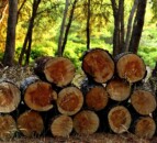 Forestry: Timber prices stable in second quarter of 2024