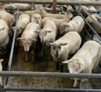 Sheep marts: 'Active' trade for export lambs at Loughrea Mart