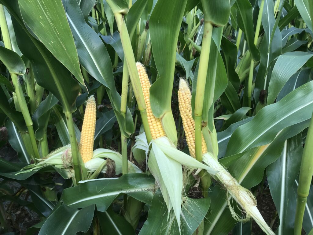 maize growers