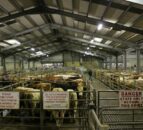 Over 1.8 million cattle sold through Irish marts in 2023