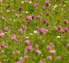 AgriSearch to host farm walk on red clover establishment