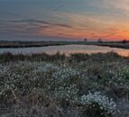 EESC highlights support for nature restoration to Belgian minister