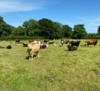 ABP monitor farm update: Breeding and reseeding in Tipp