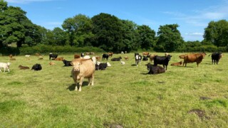 ABP monitor farm update: Breeding and reseeding in Tipp