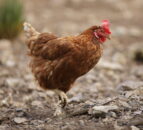 Domestic hens rescued as part of ISPCA operation